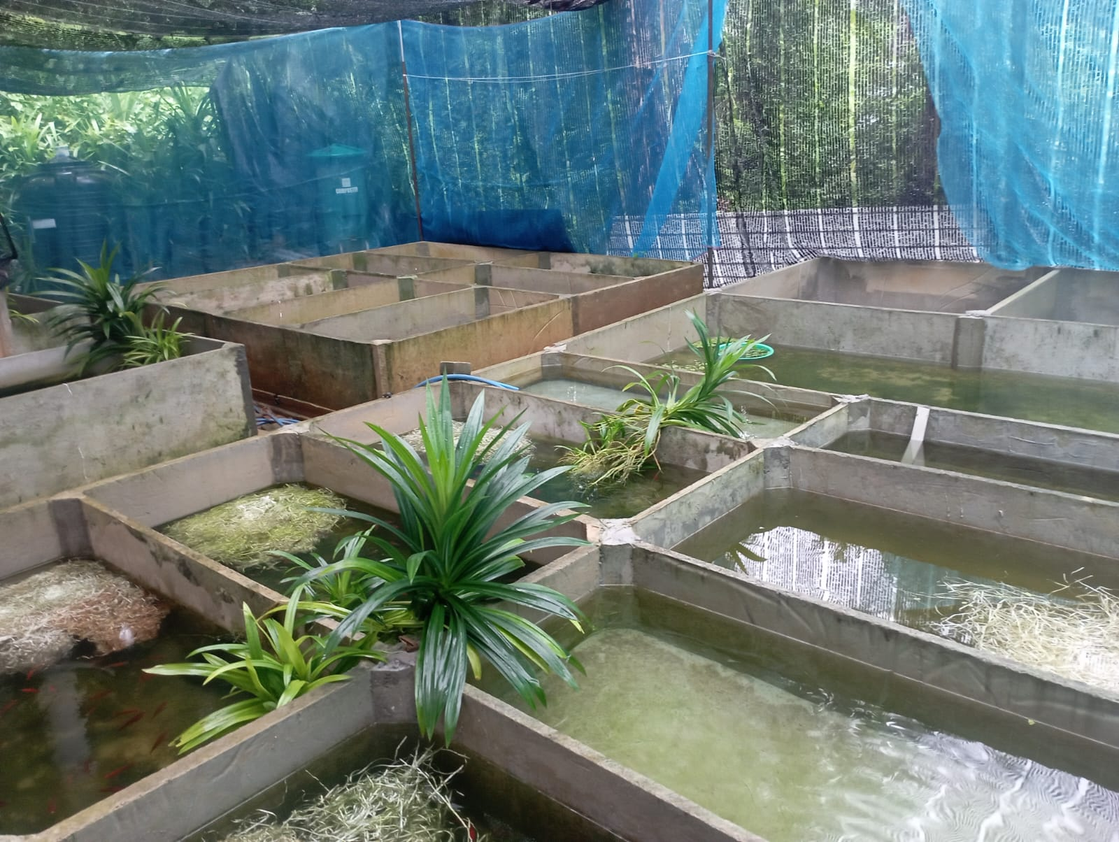Ocean Fish Farm