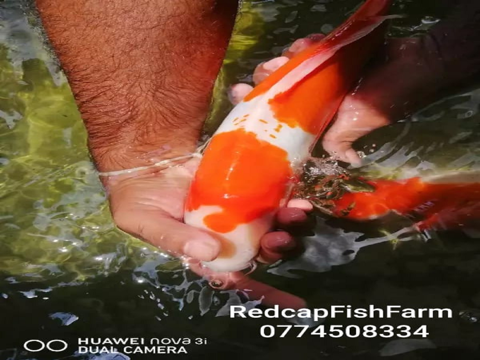 Red Cap Fish Farm
